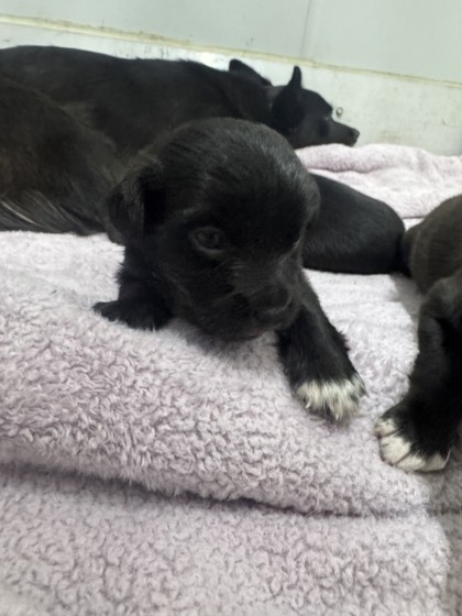 Shelter Stray Male Dog last seen Judson High School, Zone 3, TX, 8755 Farm to Market 1516, Converse, TX 78109, USA