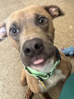 Shelter Stray Male Dog last seen Near E 83, 5th District, OH, 9203 Detroit Ave, Cleveland, OH 44102, USA