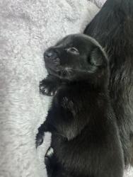 Shelter Stray Male Dog last seen Judson High School, Zone 3, TX, 8755 Farm to Market 1516, Converse, TX 78109, USA
