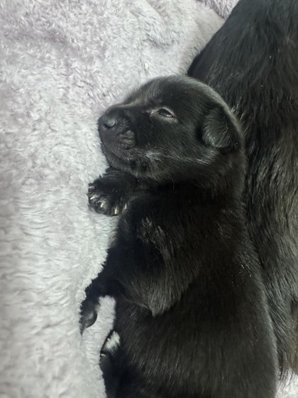 Shelter Stray Male Dog last seen Judson High School, Zone 3, TX, 8755 Farm to Market 1516, Converse, TX 78109, USA