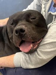 Shelter Stray Male Dog last seen Near Benham, 4th District, OH, 9203 Detroit Ave, Cleveland, OH 44102, USA