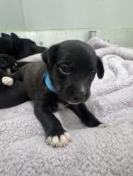 Shelter Stray Female Dog last seen Judson High School, Zone 3, TX, 8755 Farm to Market 1516, Converse, TX 78109, USA