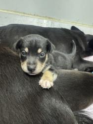 Shelter Stray Female Dog last seen Judson High School, Zone 3, TX, 8755 Farm to Market 1516, Converse, TX 78109, USA