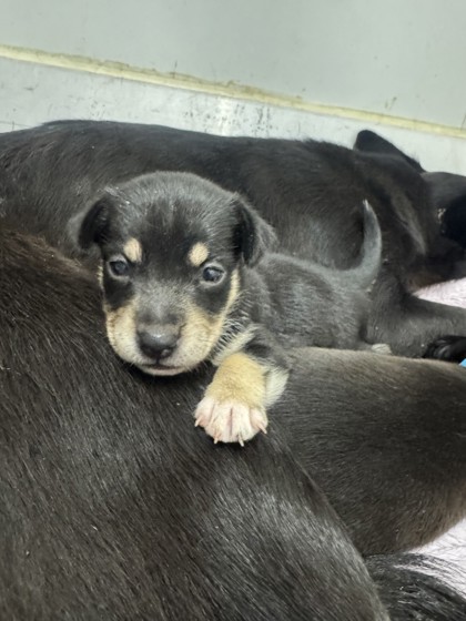 Shelter Stray Female Dog last seen Judson High School, Zone 3, TX, 8755 Farm to Market 1516, Converse, TX 78109, USA