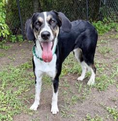 Shelter Stray Male Dog last seen S Wadsworth Ave, Beverly Hills, FL, 4030 S Airport Rd, Inverness, FL 34450, USA