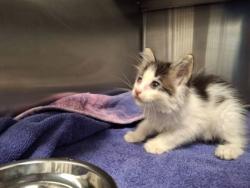Shelter Stray Female Cat last seen Near Cascade Rd 30311, Atlanta, GA, 1251 Fulton Industrial Blvd NW, Atlanta, GA 30336, USA