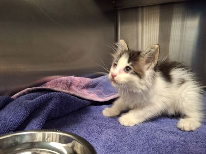 Shelter Stray Female Cat last seen Near Cascade Rd 30311, Atlanta, GA, 1251 Fulton Industrial Blvd NW, Atlanta, GA 30336, USA