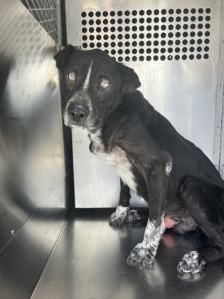 Shelter Stray Male Dog last seen Near BLUE JACK TRL, North District,, 355 Hillshire Dr, Haslet, TX 76052, USA