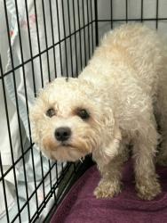 Shelter Stray Female Dog last seen Near E Monument st, 21205, MD, 2490 Giles Rd, Baltimore, MD 21225, USA