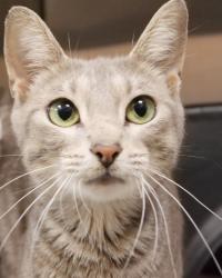 Shelter Stray Unknown Cat last seen Near S Mill Creek Rd, Hamilton County, IN, 10501 Hague Rd, Fishers, IN 46038, USA