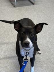 Shelter Stray Female Dog last seen Near Pits pine, Caddo Parish, LA, 1500 Monty St, Shreveport, LA 71107, USA