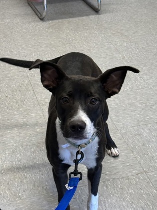 Shelter Stray Female Dog last seen Near Pits pine, Caddo Parish, LA, 1500 Monty St, Shreveport, LA 71107, USA
