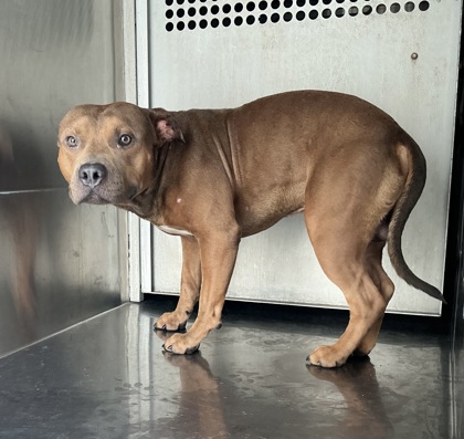 Shelter Stray Male Dog last seen Merwin St, Caddo Parish, LA, 1500 Monty St, Shreveport, LA 71107, USA