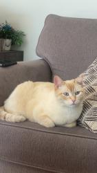 Lost Male Cat last seen harrison drive, Vancouver, BC V5P 2P8