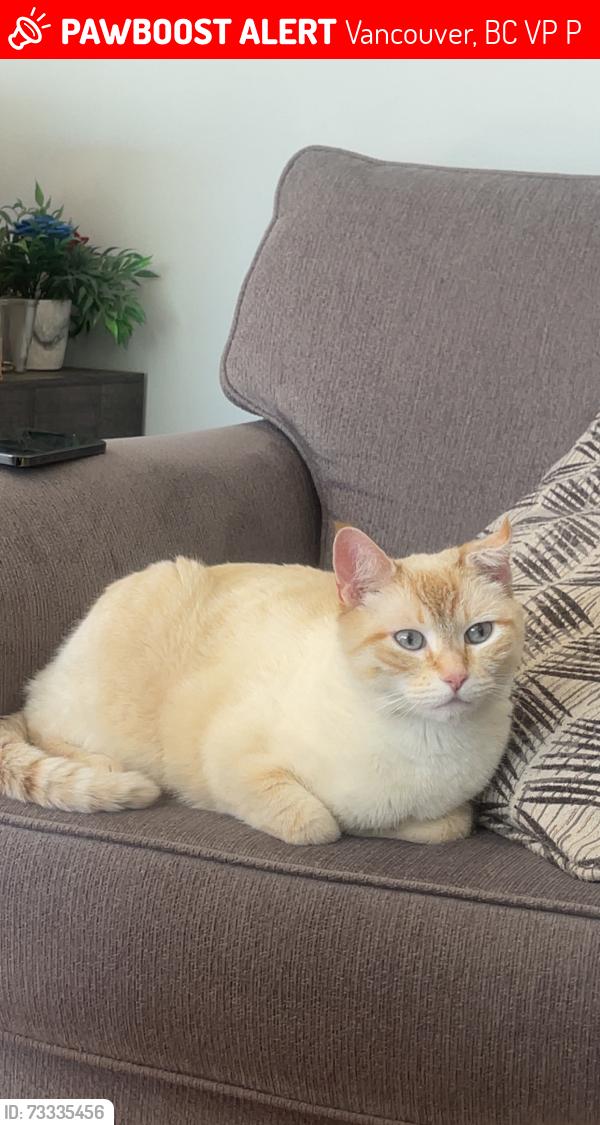 Lost Male Cat last seen harrison drive, Vancouver, BC V5P 2P8