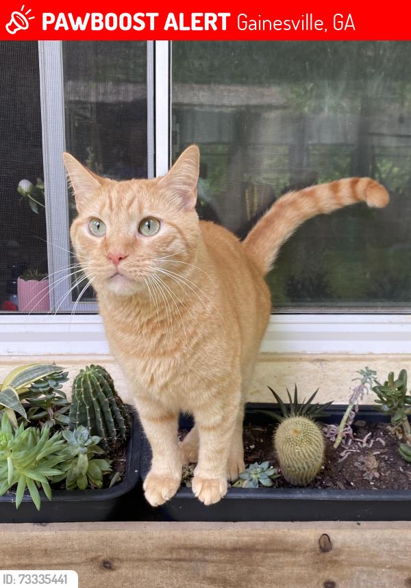 Lost Male Cat last seen Near Williamson Dr Gainesville GA30506, Gainesville, GA 30506