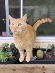 Lost Male Cat last seen Near Williamson Dr Gainesville GA30506, Gainesville, GA 30506