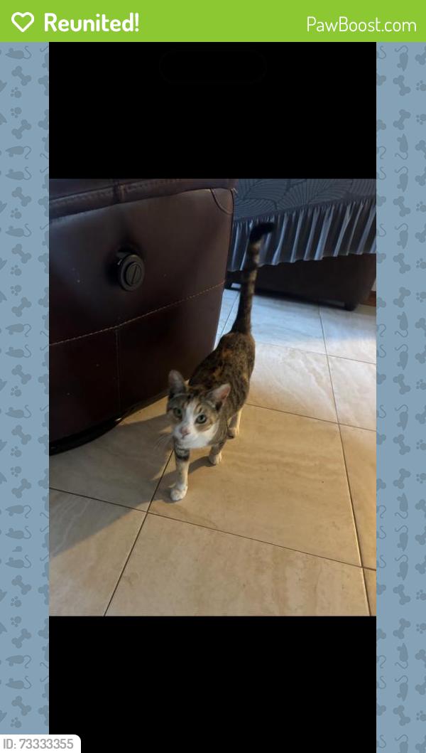 Reunited Female Cat last seen Near Woodmere Blvd, Sanford, FL 32773, USA, Sanford, FL 32773