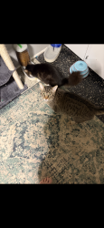 Lost Male Cat last seen Alta Vista heron rd., Ottawa, ON K1H 7E7