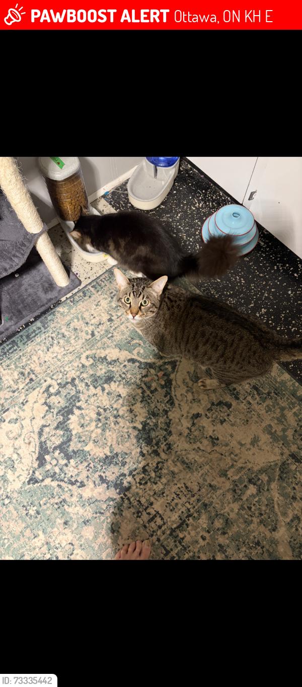Lost Male Cat last seen Alta Vista heron rd., Ottawa, ON K1H 7E7