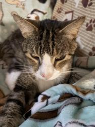 Lost Male Cat last seen Sutters Mill and Red Bug Lake Rd, Casselberry, FL 32707