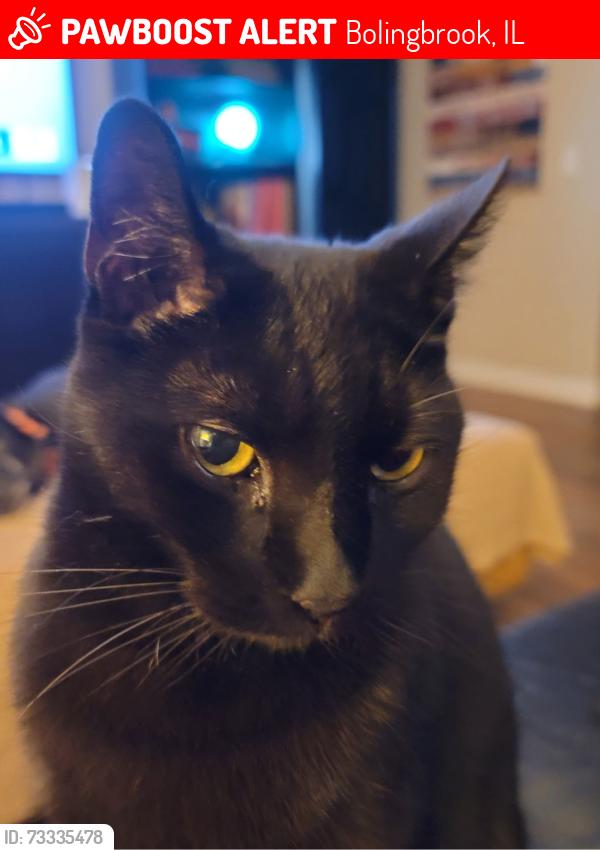 Lost Male Cat last seen Delaware Drive & Gettysburg, Bolingbrook, IL 60440