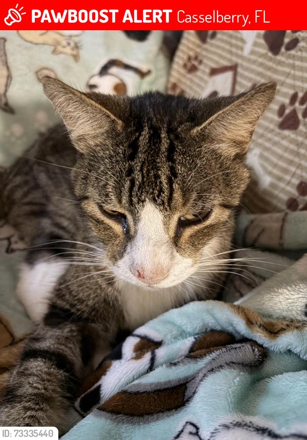 Lost Male Cat last seen Sutters Mill and Red Bug Lake Rd, Casselberry, FL 32707