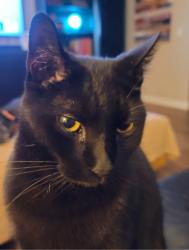 Lost Male Cat last seen Delaware Drive & Gettysburg, Bolingbrook, IL 60440