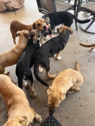 Found/Stray Unknown Dog last seen W Marlette Ave and 36 Ave Drive, Phoenix, AZ 85019
