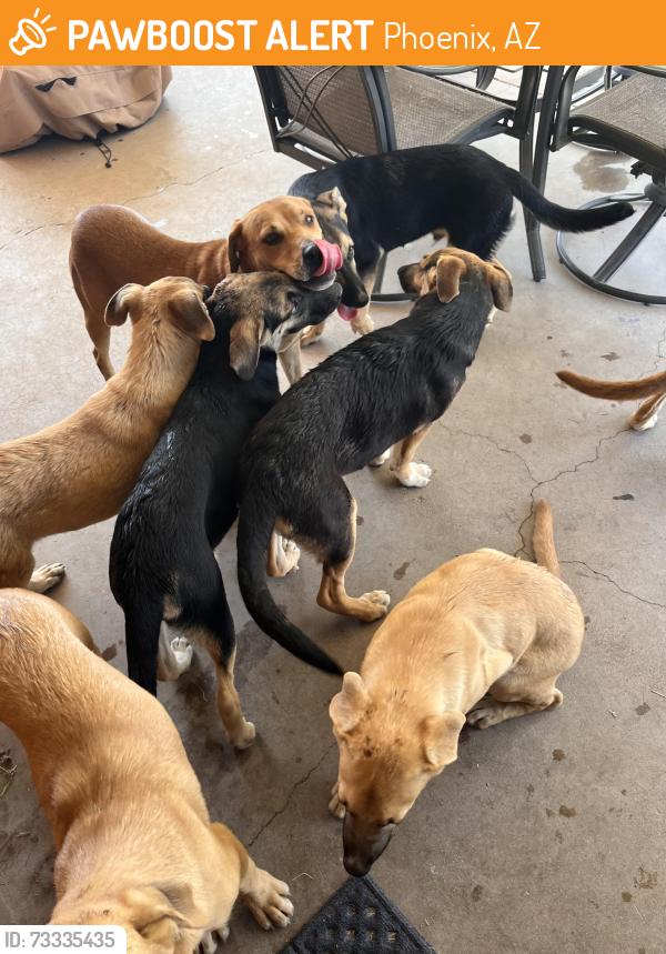 Found/Stray Unknown Dog last seen W Marlette Ave and 36 Ave Drive, Phoenix, AZ 85019