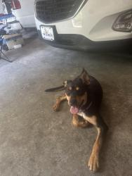 Lost Female Dog last seen Crockett court, Radcliff, KY 40160
