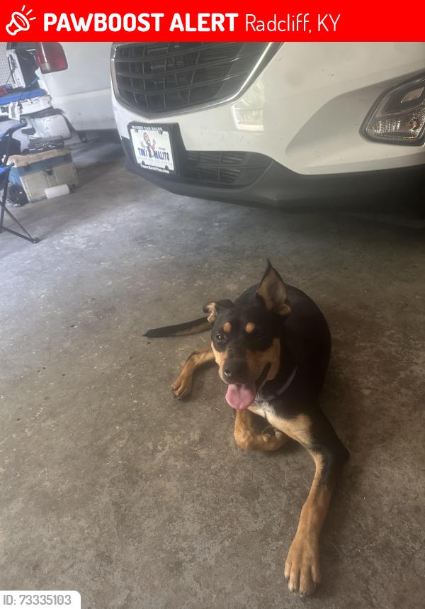 Lost Female Dog last seen Crockett court, Radcliff, KY 40160