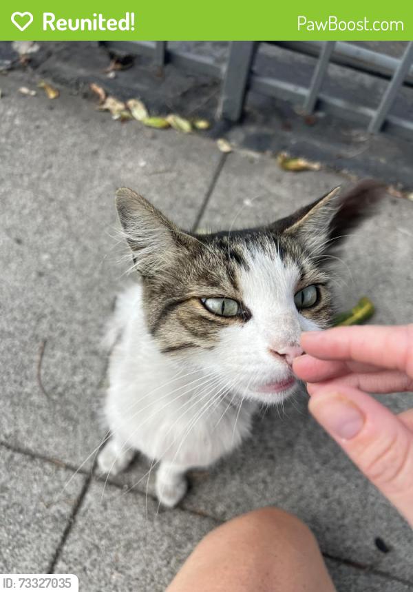 Reunited Male Cat last seen At SM blvd next to the German Car Repair lot, Santa Monica, CA 90404
