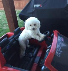 Reunited Female Dog last seen Alton Adam's - Windchase, Waxahachie, TX 75165