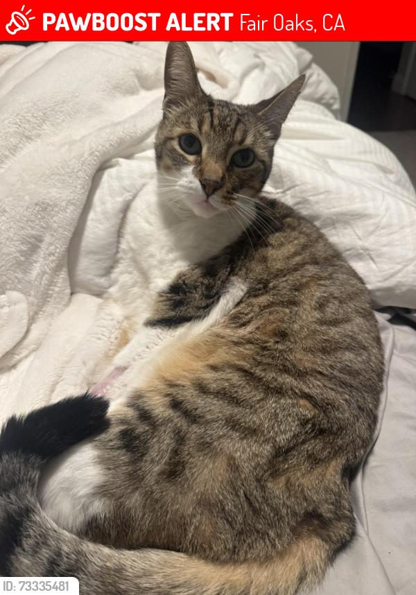 Lost Male Cat last seen Mohawk and Illinois, Fair Oaks, Fair Oaks, CA 95628