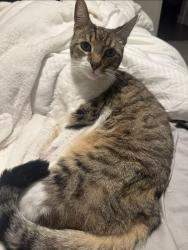 Lost Male Cat last seen Mohawk and Illinois, Fair Oaks, Fair Oaks, CA 95628