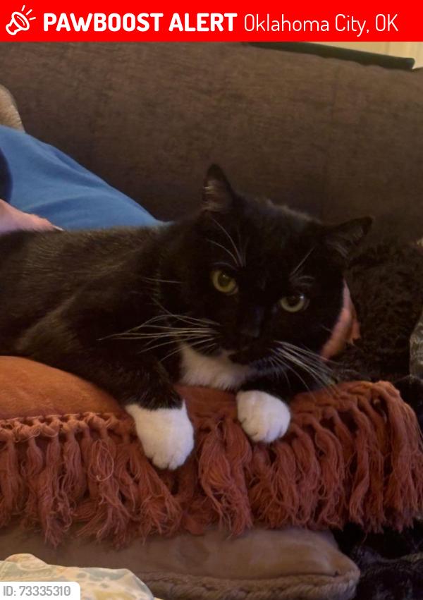 Lost Female Cat last seen Lion Park, Oklahoma City, OK 73107