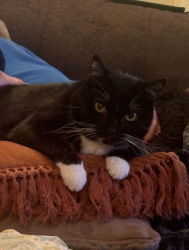 Lost Female Cat last seen Lion Park, Oklahoma City, OK 73107