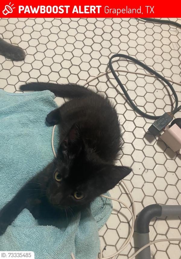 Lost Female Cat last seen Railroad- city park, Grapeland, TX 75844