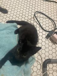 Lost Female Cat last seen Railroad- city park, Grapeland, TX 75844