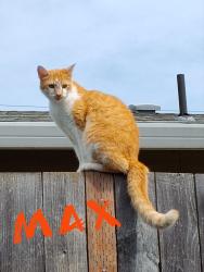Lost Male Cat last seen Near N Davis Ct, Cornelius, OR 97113
