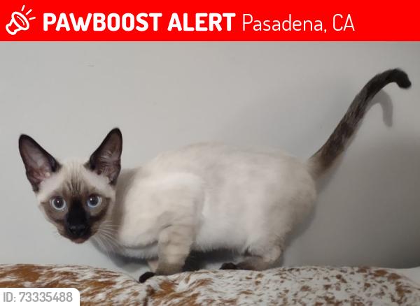 Lost Female Cat last seen S Oakland Ave / allendale road, Pasadena, CA 91106