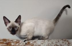Lost Female Cat last seen S Oakland Ave / allendale road, Pasadena, CA 91106