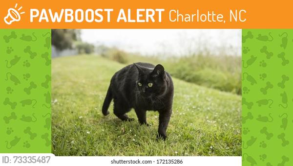 Found/Stray Unknown Cat last seen Queens Road and Sherwood Ave, Charlotte, NC 28207
