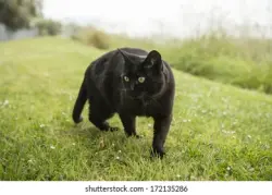 Found/Stray Unknown Cat last seen Queens Road and Sherwood Ave, Charlotte, NC 28207