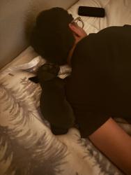 Reunited Female Dog last seen Maurice Mc cash, Phoenix, AZ 85041