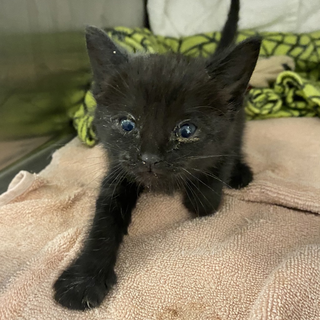 Shelter Stray Female Cat last seen Near Fitness 19, OAKLAND, CA, 94603, 8323 Baldwin St, Oakland, CA 94621, USA
