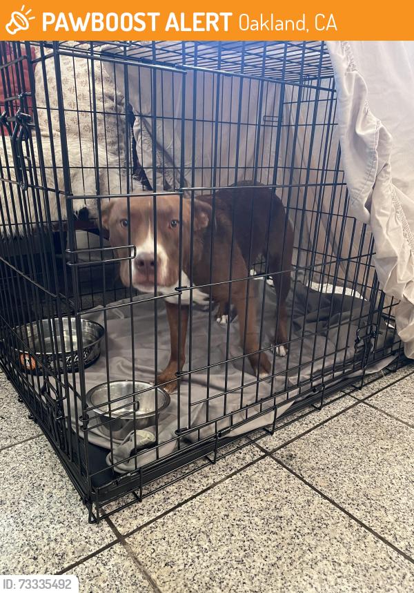 Found/Stray Female Dog last seen Near Congress Ave, Oakland, CA 94601