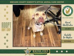 Shelter Stray Female Dog last seen Apt unit B,834 Angela Avenue, ROCKLEDGE, FL, 32955, 5100 W Eau Gallie Blvd, Melbourne, FL 32934, USA