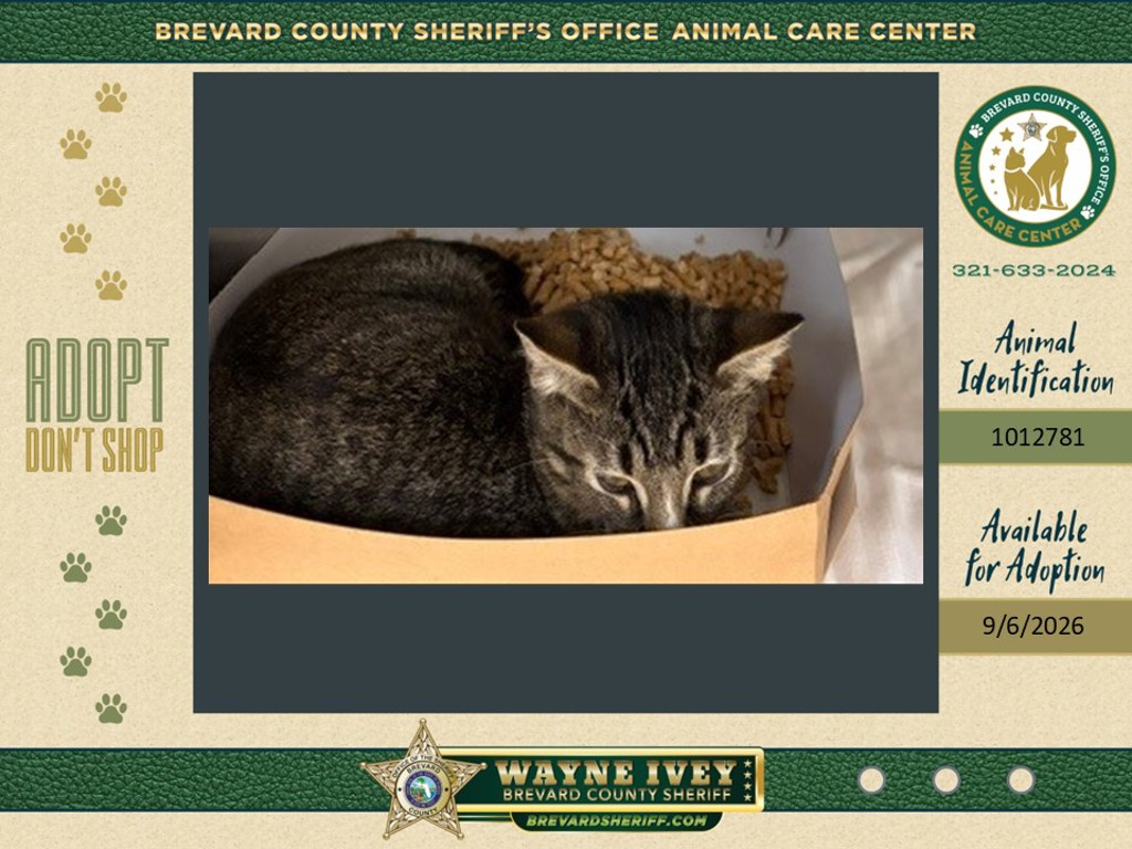 Shelter Stray Male Cat last seen Near Weaver Street, COCOA, FL, 32926, 5100 W Eau Gallie Blvd, Melbourne, FL 32934, USA